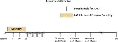 Modeling Challenge Data to Quantify Endogenous Lactate Production